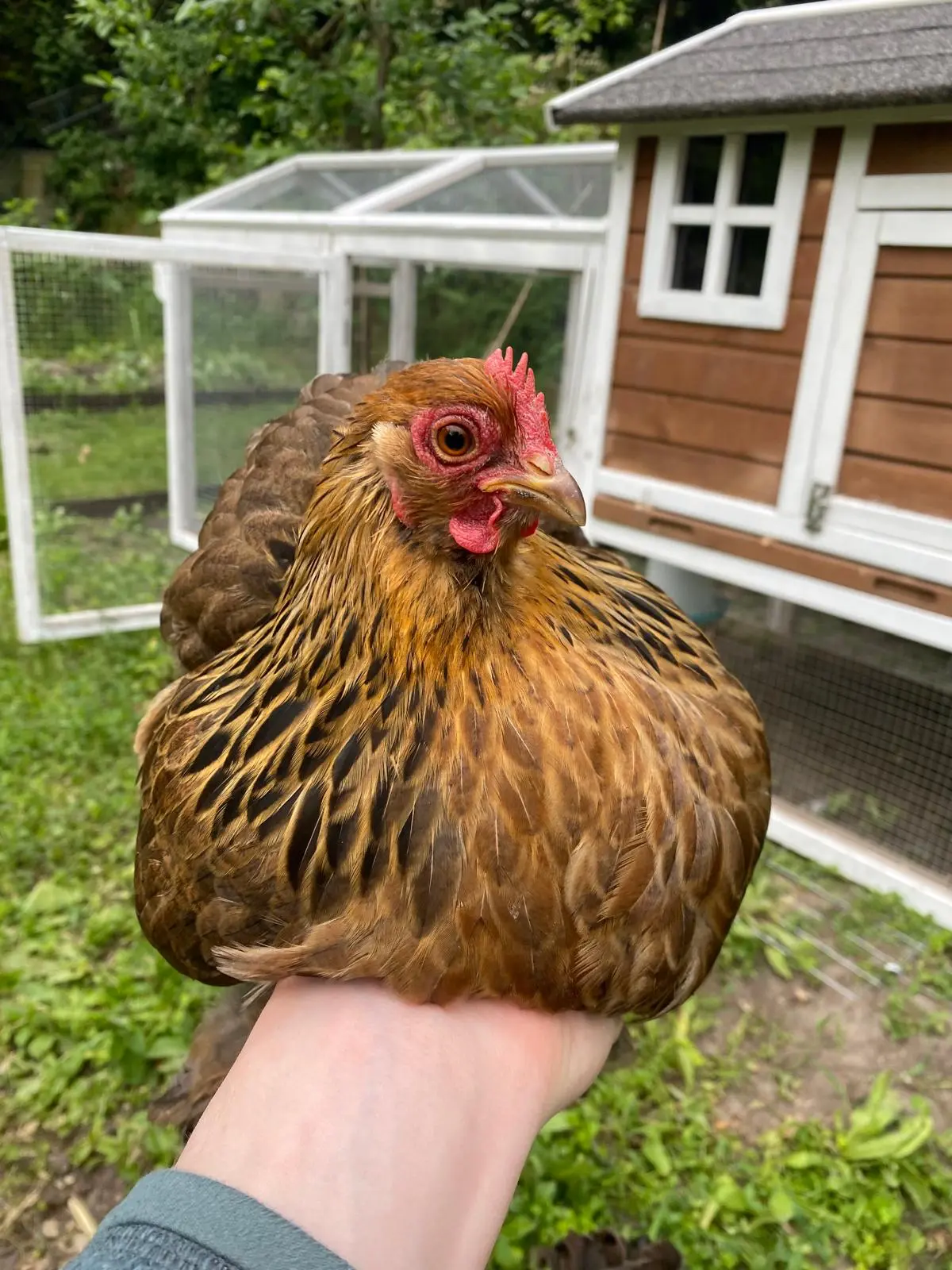 Zahmes braunes Huhn wird auf dem Arm gehalten, im Hintergrund der mobile Stall mit gesicherter Voliere